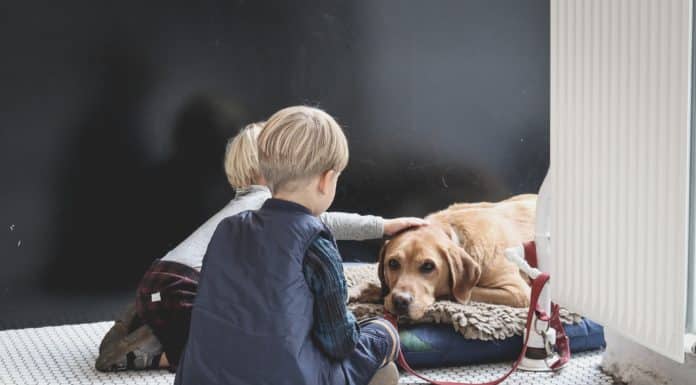 Conseils pour accueillir un chien avec des enfants en bas âge